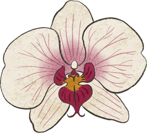 Indonesia Warm Storybook Flowers Moon Orchid