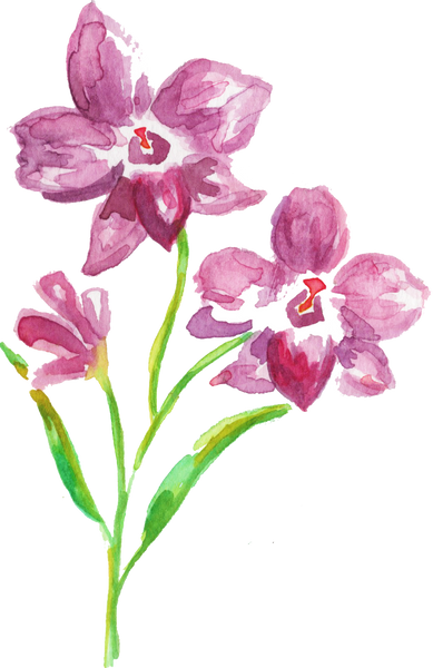 Watercolor Cooktown Orchid Dendrobium Bigibbum Australian Native Flower
